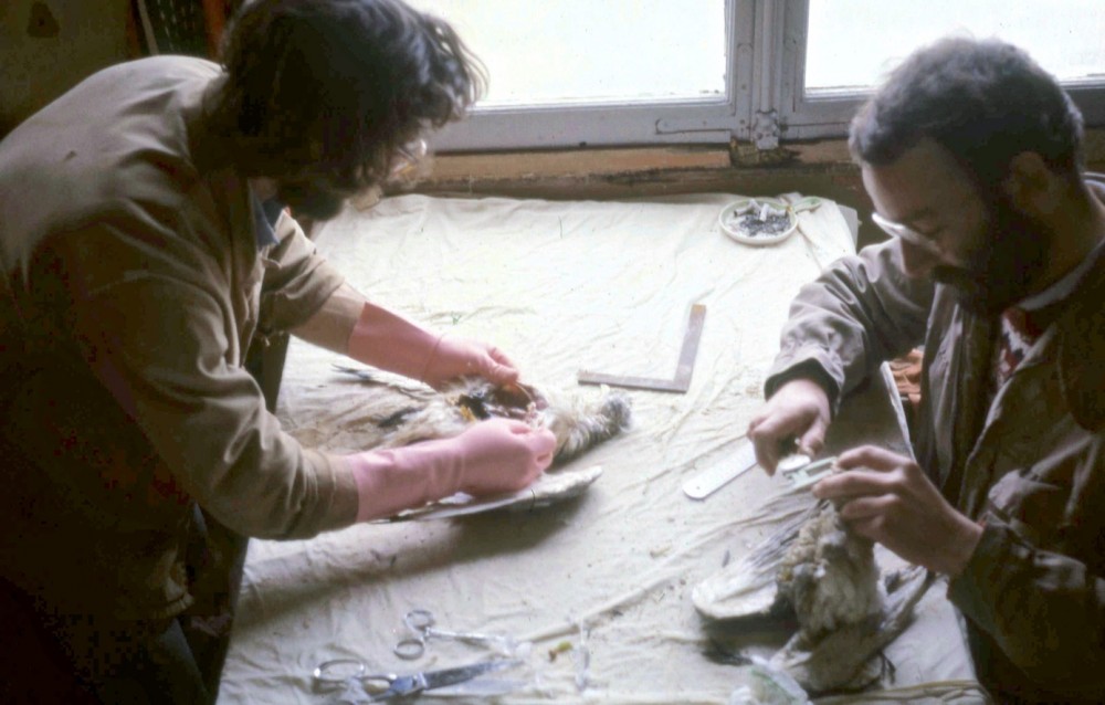 D.jpg (225.72 Kio) Vu 14860 fois 6 février 1984, Coutainville. Philippe Sagot (à gauche) et Denis Oger : autopsies et mesures en cours sur les cadavres récoltés. (photo Jean Collette)
