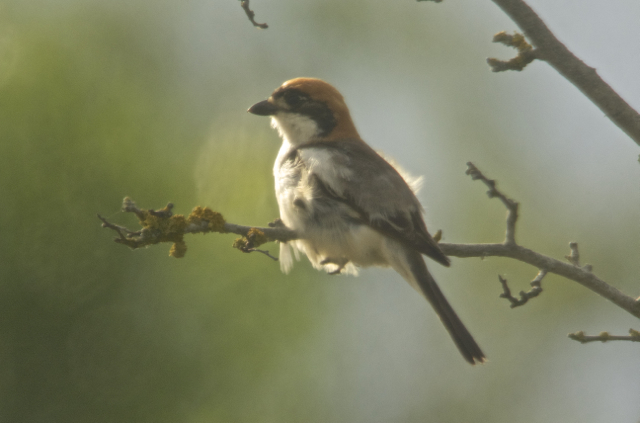 piegriéche à tête rousse3.jpg