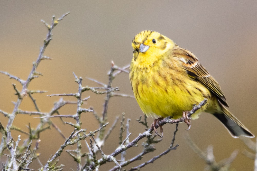 Bruant jaune, falaises de Jobourg