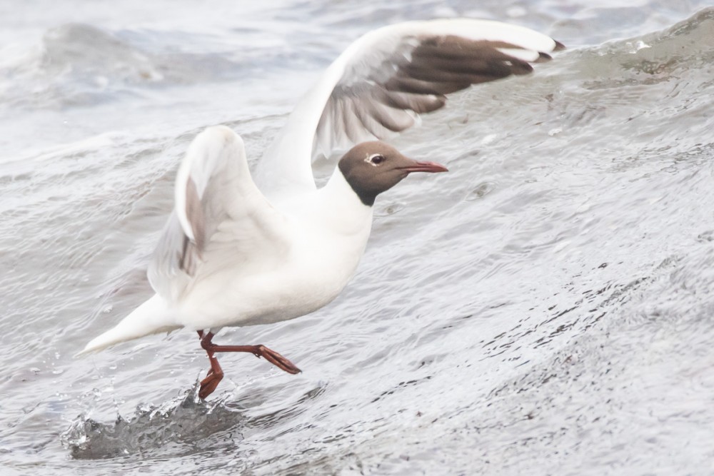 Mouette rieuse nuptiale, prête au départ