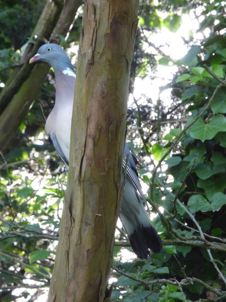 Le pigeon ramier est une des  espèces en expansion actuellement, sa démographie est positive. Cet individu est photographié sur un des arbres du refuge,en passant &quot;sous&quot; lui, sans qu'il ne bouge d'une plume. Ce comportement confiant est nouveau ici &quot;en campagne&quot;...