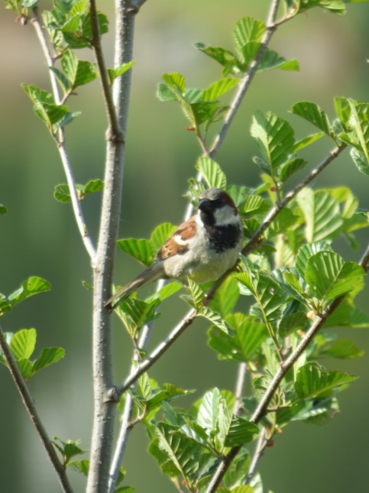 Le moineau venu chasser sur les aulnes et saules de la rive parcourt une longue distance depuis son nid sous un des toits de la ville. C'est le parfait exemple de complémentarité entre refuge et ville, les martinets et hirondelles étant encore plus remarqués.