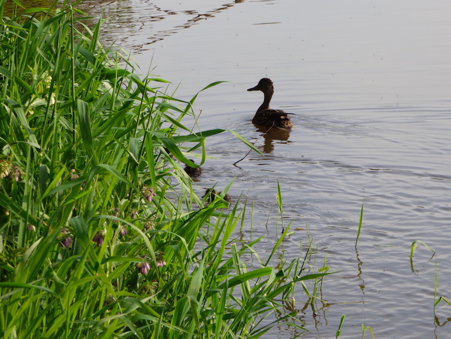 La femelle de colvert entraine sa nichée de canetons en les faisant circuler à l'abri de la végétation des rives. Le non fauchage de cette zone de végétation est un autre enjeu des échanges avec la municipalité.