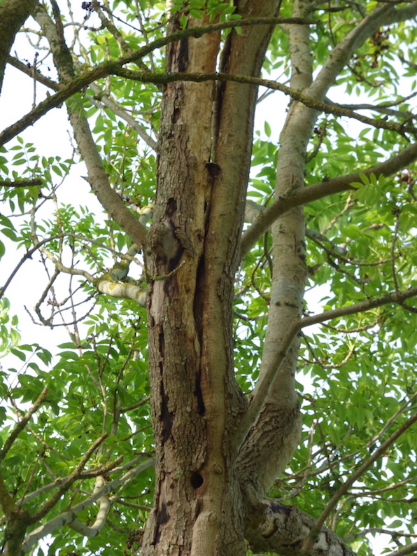 La conservation des vieux arbres de la rive du cours d'eau sera certainement un des enjeux majeurs des échanges à venir. Lors de la visite, la famille de grimpereaux circule et chasse dans ce vieux frêne.