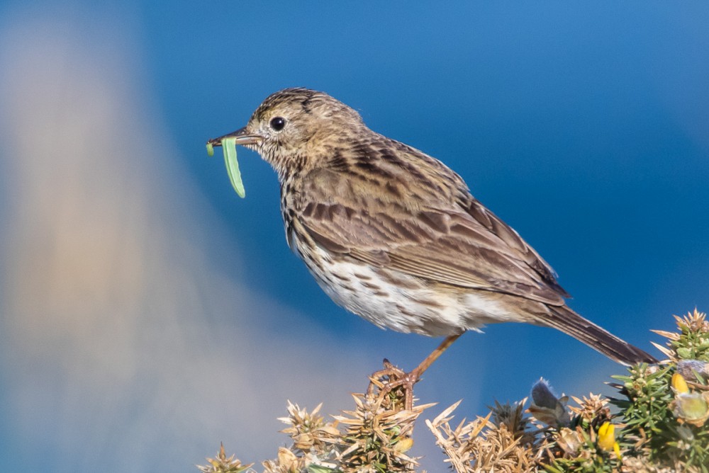 Pipit farlouse, falaises de Jobourg