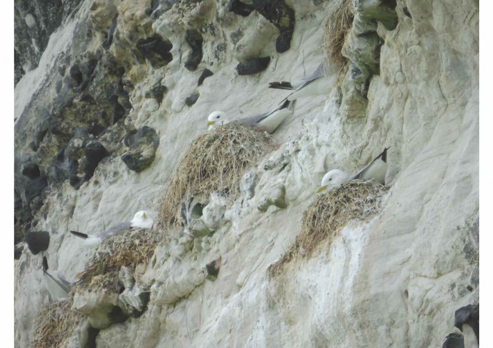 Mouette tridactyle 3.jpg