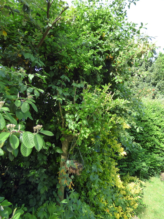 Par contre, au coeur du buisson...