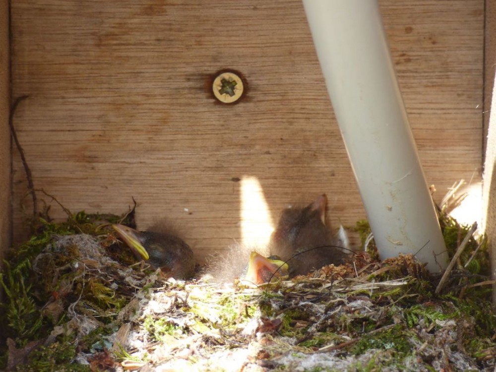 Trois poussins au nid.