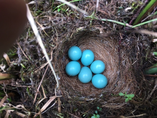 nid de traquet tarier : l'un des plus beaux œufs des oiseaux d'Europe