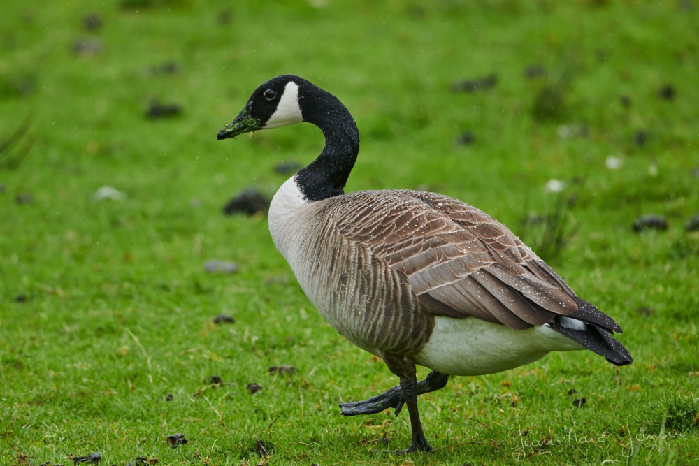 Ecosse2019_©Jean-MarcJANSEN_J85_4725_1600px.jpg