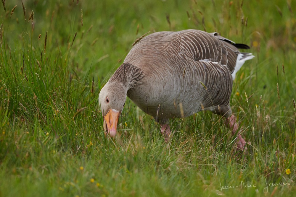 Ecosse2019_©Jean-MarcJANSEN_J85_4762_1600px.jpg