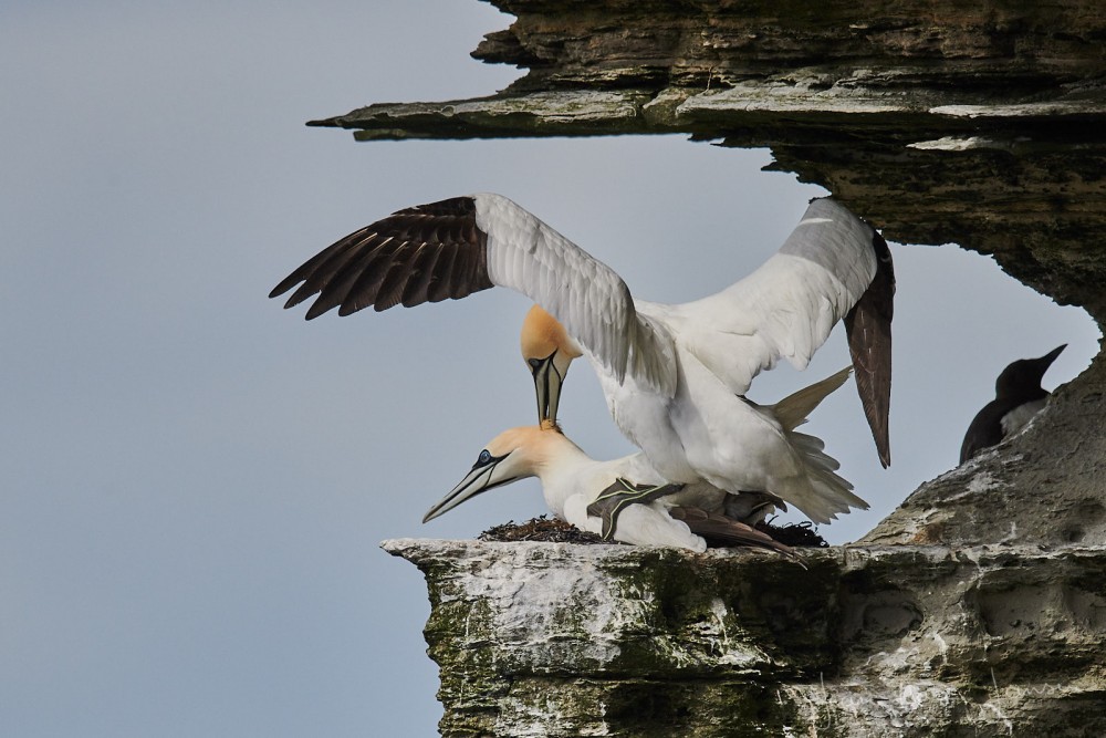 Orcades2019_Westray©Jean-MarcJANSEN_J85_5506_1600px.jpg