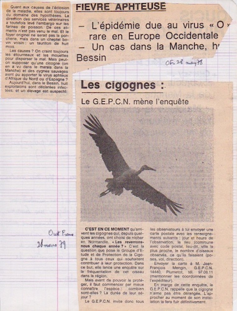 Ouest-France, 28 mars 1979. Enquête lancée par le GEPCN pour connaitre les effectifs réels de cigognes en Normandie. <br />L'article annexe rappelle que des doutes ont circulé sur le rôle éventuel des oiseaux migrateurs - dont les cigognes citées - dans la contamination des troupeaux par le virus de la fièvre aphteuse dans le Bessin.