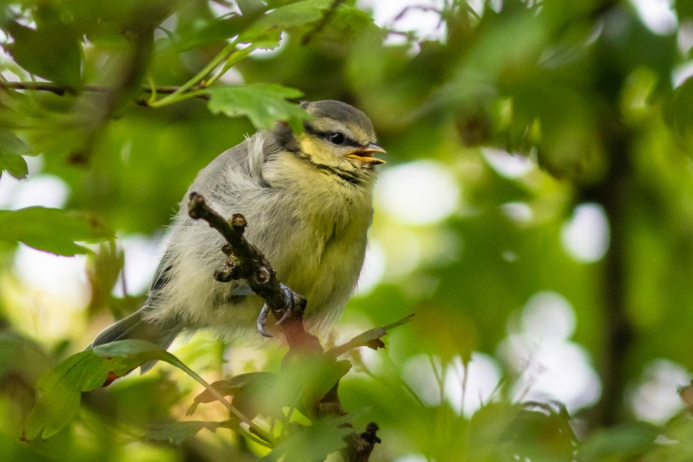 Jeune mésange bleue, au fond du jardin