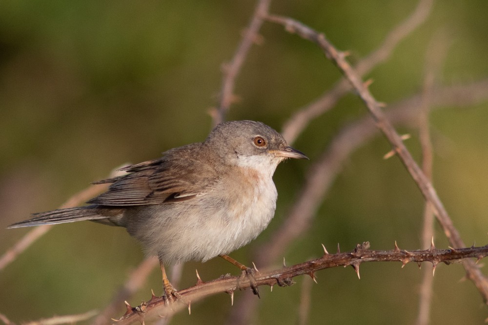 Fauvette grisette sur les falaises de Jobourg