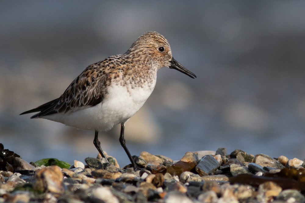 Bécasseau sanderling presque nuptial