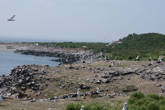 Cliché montrant l'anse sud avec surtout des goélands marins ; en arrière-plan, des cormorans huppés. Le goéland argenté est encore en déclin
