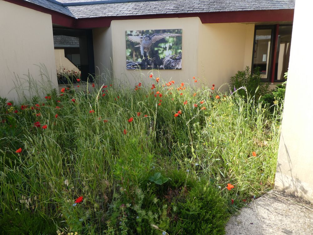 Le potager s'est transformé en prairie où circulent abeilles, bourdons et xylocopes. La commune de Percy a fait don au collège de l'exposition grand format de Serge Mouhedin présentée en 2018 dans les rues de la ville.