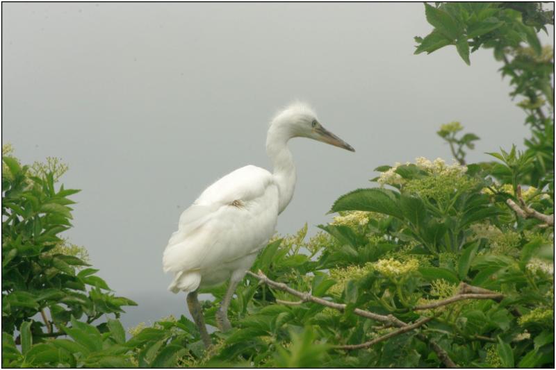 jeune aigrette.jpg