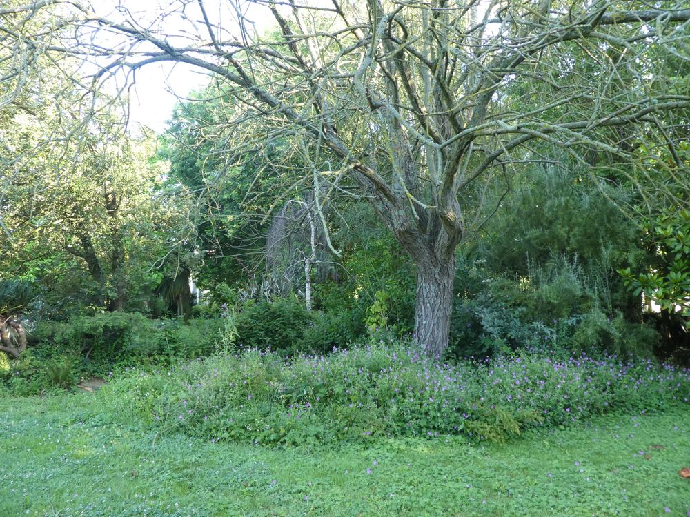 Un jardin d'agrément avait été installé il y a quelques années. La végétation y a prospéré. Le bouvreuil apprécie ce secteur dense et peu fréquenté. Le professeur à l'origine de cette création est aujourd'hui le principal du collège de Percy évoqué plus haut.