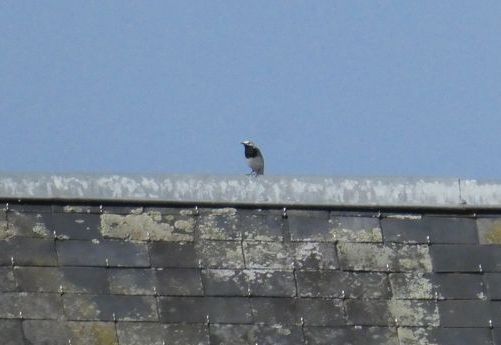 La bergeronnette grise niche dans un des bâtiments.