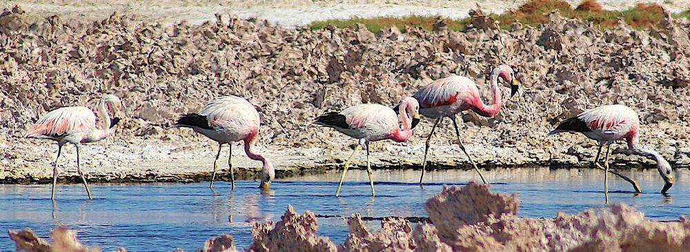 Flamants du Chili (Bernard Deruelle)