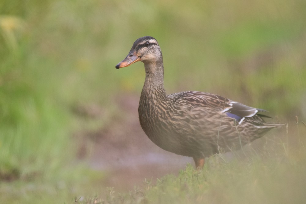 Famille de colverts en vadrouille sur le chemin