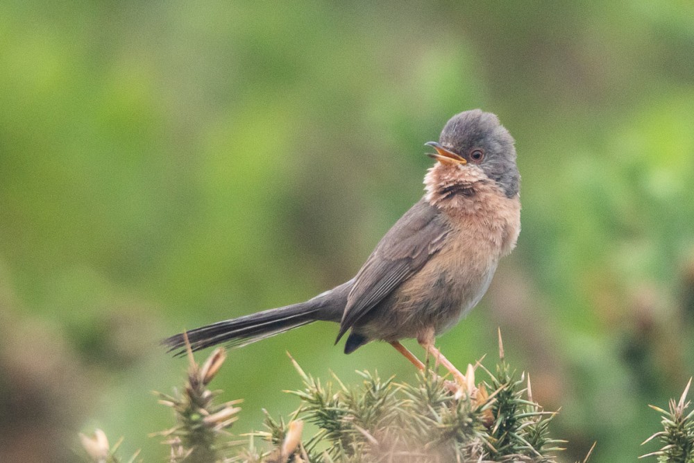 Fauvette pitchou dans les landes de Vauville