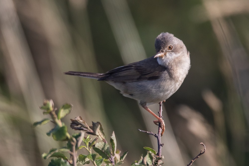 Fauvette grisette adulte à proximité