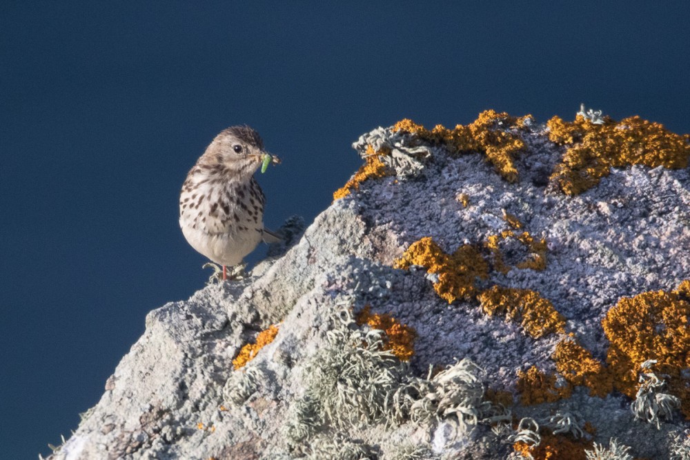 Pipit farlouse, dos à la mer