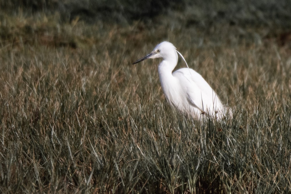 Aigrette garzette à Urville