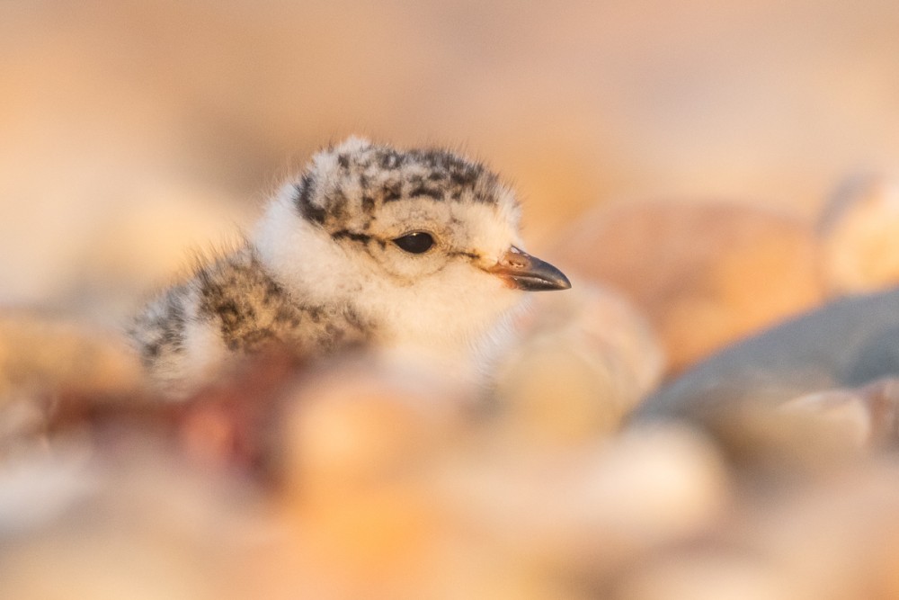 Petit jeune caché dans les galets