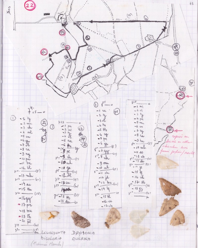 L'aile de Leucodonta est collée en bas à gauche. Cahier n° 16 page 43, Jean Collette.