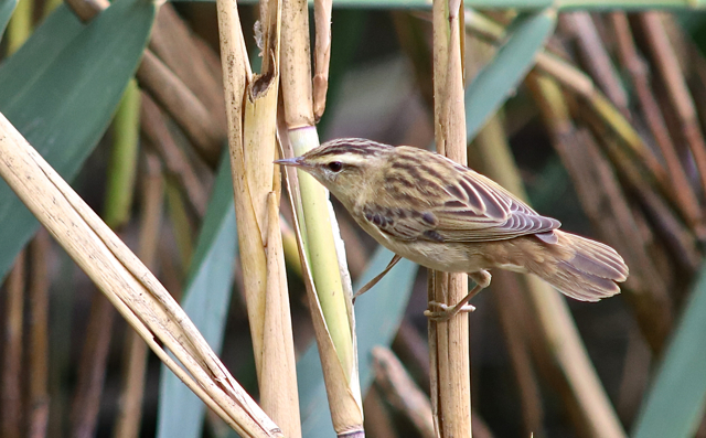 phragmite des joncs6.jpg