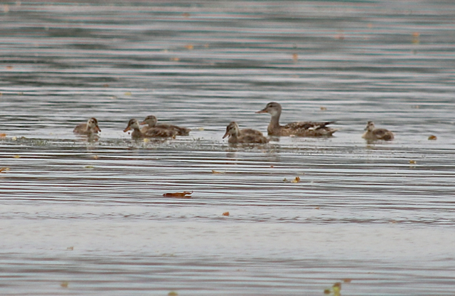 canard chipeau15.jpg