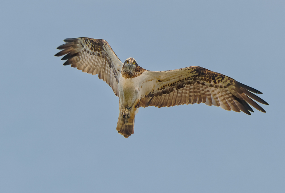 Balbuzard pêcheur2 .jpg