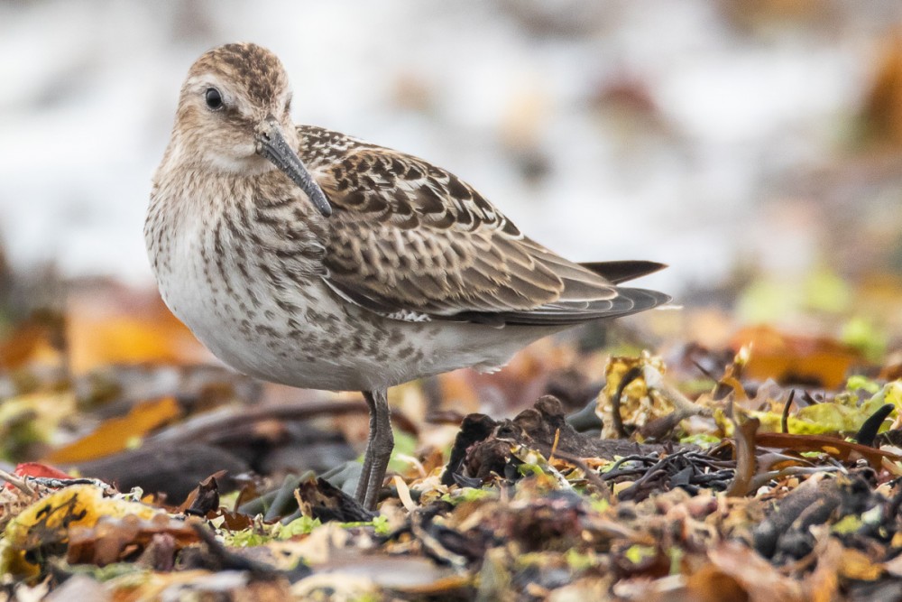 Jeune bécasseau variable