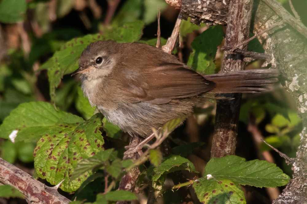 Bouscarle de Cetti juvénile à Urville Nacqueville, un bon indice pour l'atlas des nicheurs