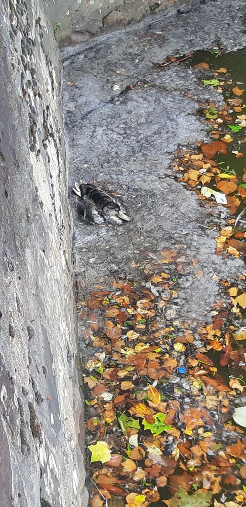 Un cadavre de canard colvert touché par le botulisme.