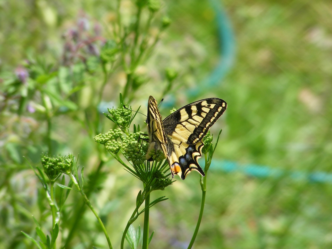 machaon, ponte.JPG