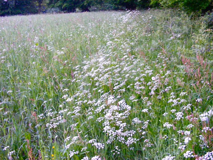 Lisière de champ cultivé.JPG