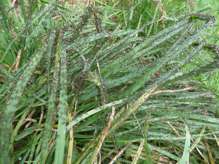 Ce 9 septembre, une émergence de fourmis volantes. Y aura t il assez d'oiseaux insectivores pour profiter de l'aubaine aérienne?