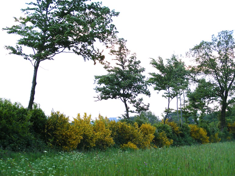 haie du Mortainais d'altitude.JPG