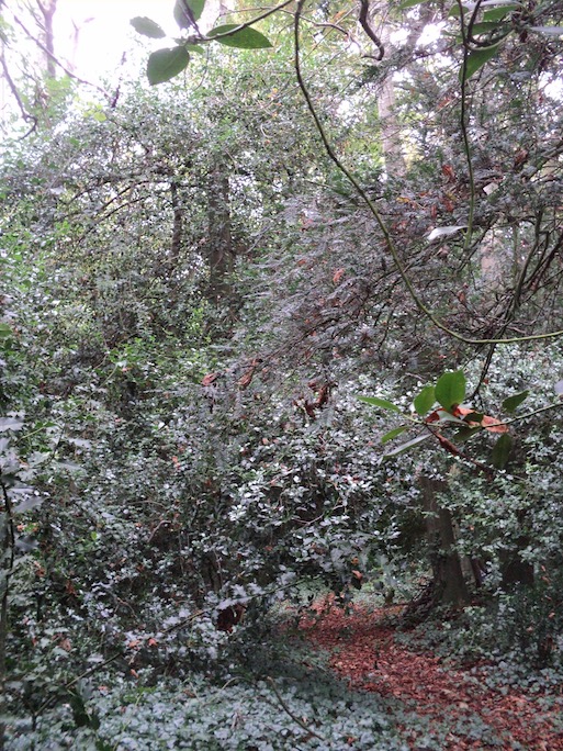 Sous bois dense. La densité de passereaux au printemps doit être attractive pour l'ornithologue...