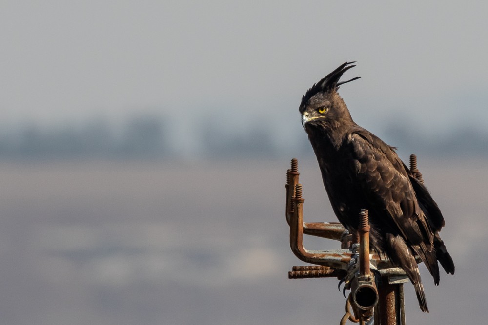 Aigle huppard, au bord de la route