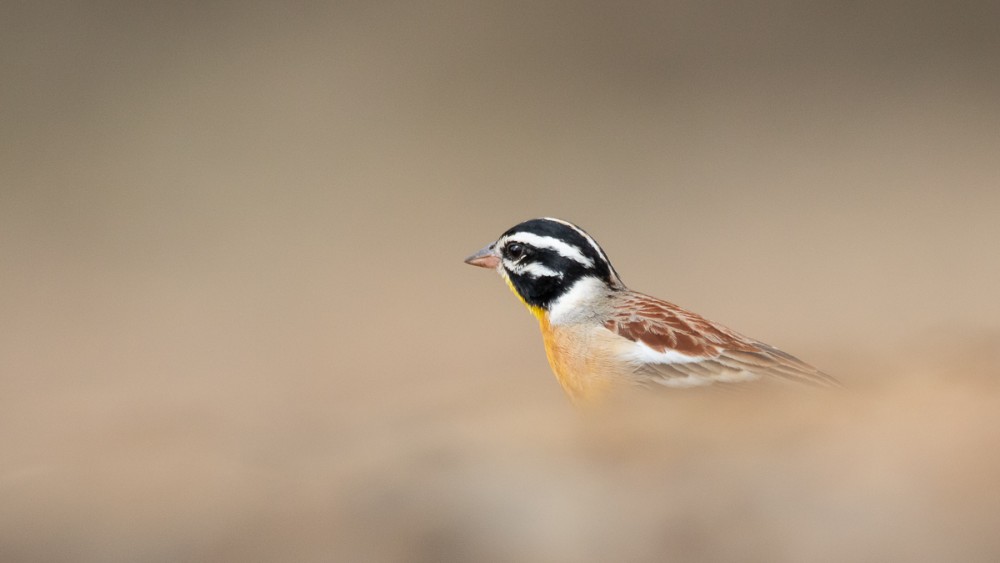 Bruant à poitrine dorée