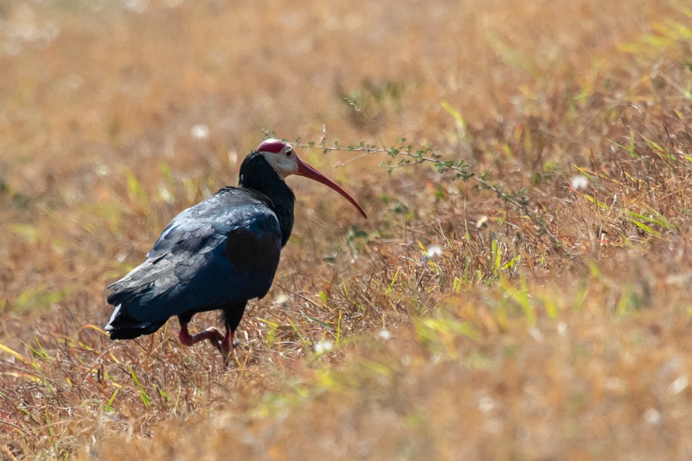 Ibis du Cap