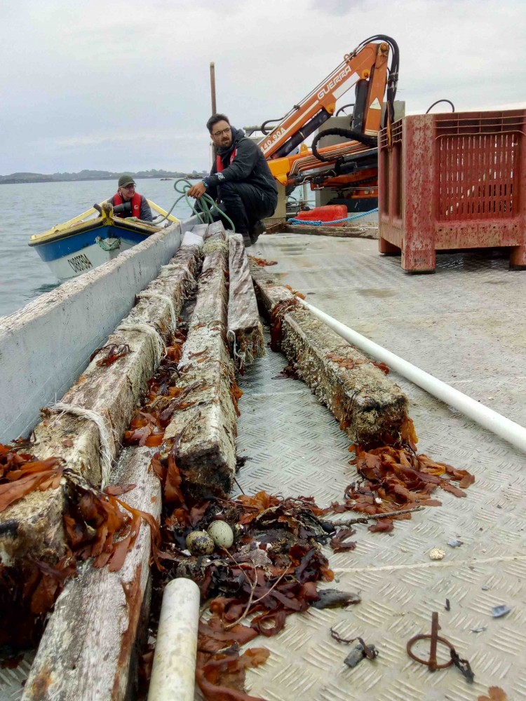 Nid de sterne sur barge conchylicole