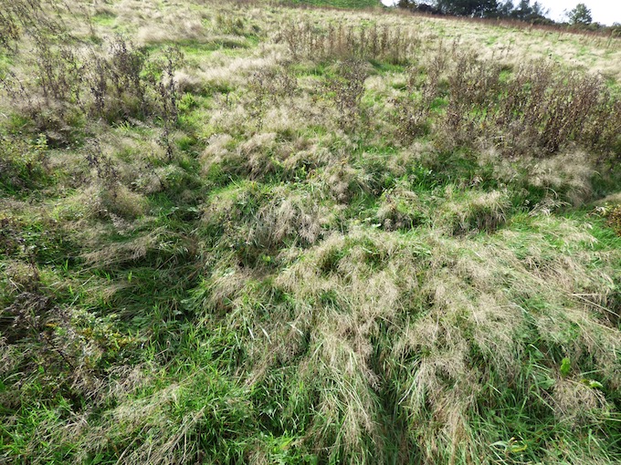 La friche herbacée n'est pas un désert - m^me si le farlouse n'est pas un pipit du désert!