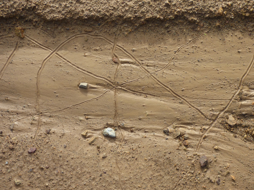 Traces de vers sur la vase du chemin.